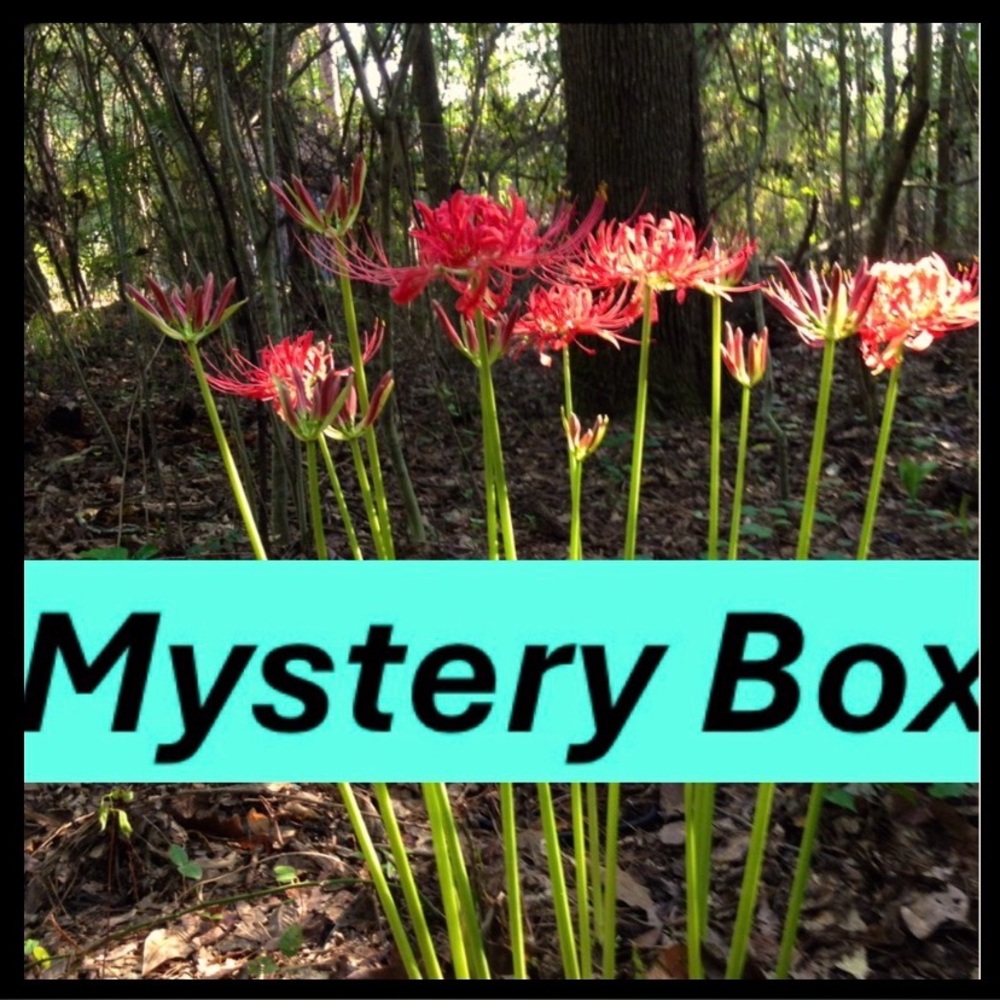 Women’s Mystery Box Size Small